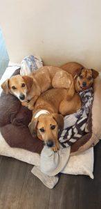 image of 3 dogs on a brown dog bed