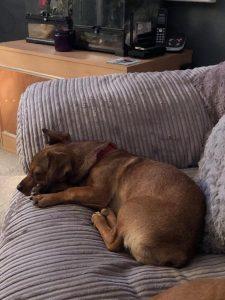 Image of dog on grey sofa