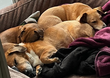 Picture of three dogs in a bed